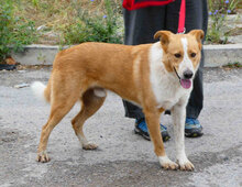 LEVIN, Hund, Mischlingshund in Bulgarien - Bild 1