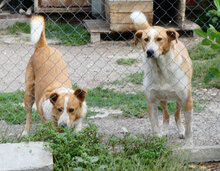 LEVIN, Hund, Mischlingshund in Bulgarien - Bild 13