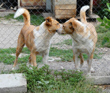 LEVIN, Hund, Mischlingshund in Bulgarien - Bild 14