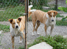 LEVIN, Hund, Mischlingshund in Bulgarien - Bild 15