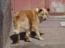 LEVIN, Hund, Mischlingshund in Bulgarien - Bild 16