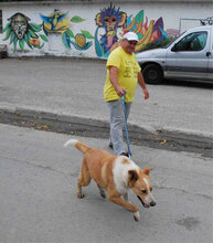 LEVIN, Hund, Mischlingshund in Bulgarien - Bild 18