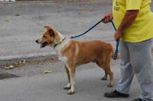 LEVIN, Hund, Mischlingshund in Bulgarien - Bild 19