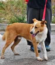 LEVIN, Hund, Mischlingshund in Bulgarien - Bild 2