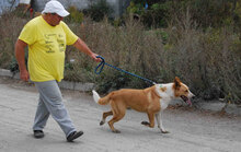 LEVIN, Hund, Mischlingshund in Bulgarien - Bild 20