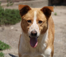 LEVIN, Hund, Mischlingshund in Bulgarien - Bild 21