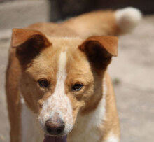 LEVIN, Hund, Mischlingshund in Bulgarien - Bild 22