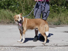 LEVIN, Hund, Mischlingshund in Bulgarien - Bild 23
