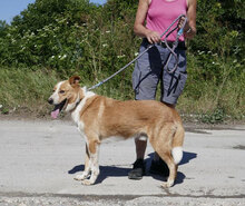 LEVIN, Hund, Mischlingshund in Bulgarien - Bild 24