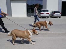 LEVIN, Hund, Mischlingshund in Bulgarien - Bild 25