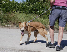 LEVIN, Hund, Mischlingshund in Bulgarien - Bild 26