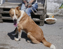 LEVIN, Hund, Mischlingshund in Bulgarien - Bild 27