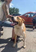 LEVIN, Hund, Mischlingshund in Bulgarien - Bild 29