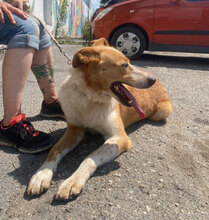 LEVIN, Hund, Mischlingshund in Bulgarien - Bild 30