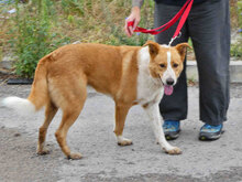 LEVIN, Hund, Mischlingshund in Bulgarien - Bild 4