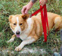LEVIN, Hund, Mischlingshund in Bulgarien - Bild 5