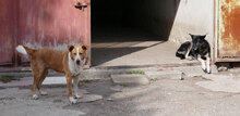 LEVIN, Hund, Mischlingshund in Bulgarien - Bild 6