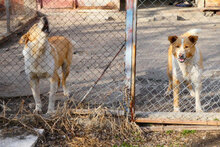 LEVIN, Hund, Mischlingshund in Bulgarien - Bild 8