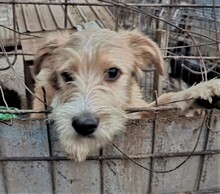 STRUPPI, Hund, Mischlingshund in Rumänien - Bild 1