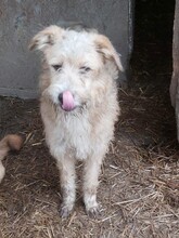 STRUPPI, Hund, Mischlingshund in Rumänien - Bild 4