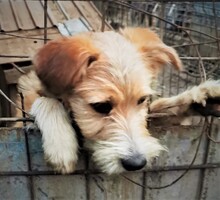 STRUPPI, Hund, Mischlingshund in Rumänien - Bild 5