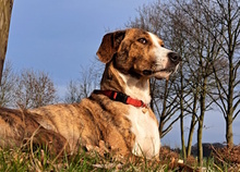 ELINA, Hund, Mischlingshund in Wriedel - Bild 2