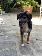 NIK, Hund, Mischlingshund in Italien - Bild 2