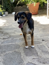 NIK, Hund, Mischlingshund in Italien - Bild 3