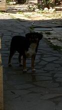 NIK, Hund, Mischlingshund in Italien - Bild 4