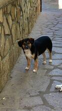 NIK, Hund, Mischlingshund in Italien - Bild 5
