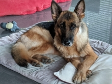 UNICA, Hund, Deutscher Schäferhund in Grafrath