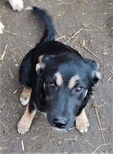 RONJA, Hund, Mischlingshund in Rumänien - Bild 1