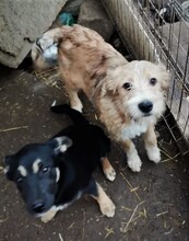 RONJA, Hund, Mischlingshund in Rumänien - Bild 11