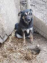 RONJA, Hund, Mischlingshund in Rumänien - Bild 13