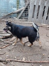 RONJA, Hund, Mischlingshund in Rumänien - Bild 4