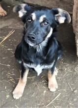 RONJA, Hund, Mischlingshund in Rumänien - Bild 6