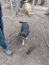 RONJA, Hund, Mischlingshund in Rumänien - Bild 7