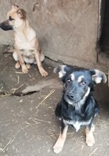 RONJA, Hund, Mischlingshund in Rumänien - Bild 8