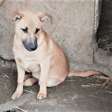 LENNY, Hund, Mischlingshund in Rumänien - Bild 10