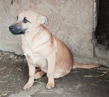 LENNY, Hund, Mischlingshund in Rumänien - Bild 11
