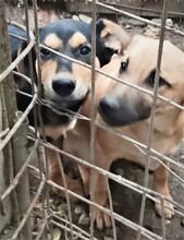 LENNY, Hund, Mischlingshund in Rumänien - Bild 12