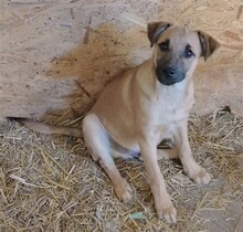 LENNY, Hund, Mischlingshund in Rumänien - Bild 13