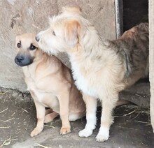 LENNY, Hund, Mischlingshund in Rumänien - Bild 14