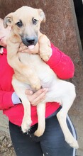 LENNY, Hund, Mischlingshund in Rumänien - Bild 15
