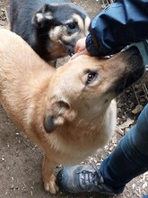 LENNY, Hund, Mischlingshund in Rumänien - Bild 2