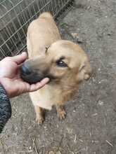 LENNY, Hund, Mischlingshund in Rumänien - Bild 9