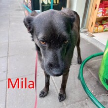 MILA, Hund, Mischlingshund in Lehrte - Bild 2