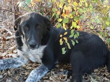 GULLIVER, Hund, Mischlingshund in Rumänien - Bild 11