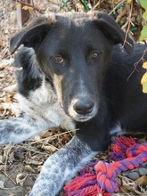 GULLIVER, Hund, Mischlingshund in Rumänien - Bild 12