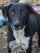 GULLIVER, Hund, Mischlingshund in Rumänien - Bild 14
